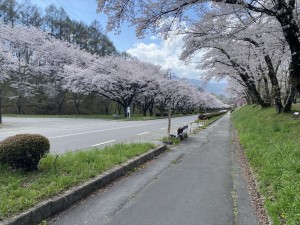 茅野市運動公園の桜4