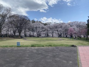茅野市運動公園の桜5