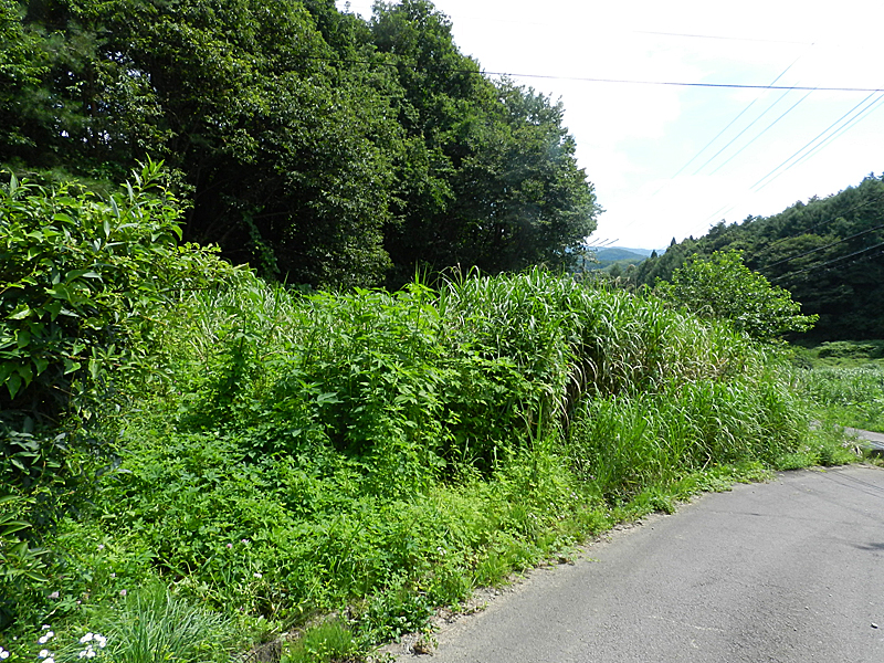 長野県蓼科エリア　姫木平別荘地の土地写真