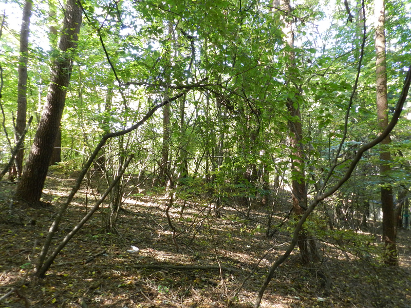 佐久エリア学者村別荘地の売却土地