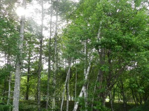 蓼科エリア別荘地大門川の川べりにて