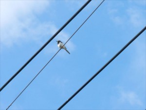 蓼科エリア別荘地梅雨の晴れ間２