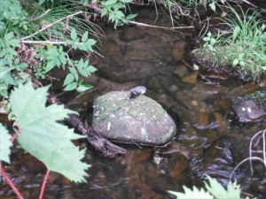 蓼科エリア別荘地に流れる川で一休み