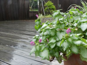 蓼科エリア別荘地の雨