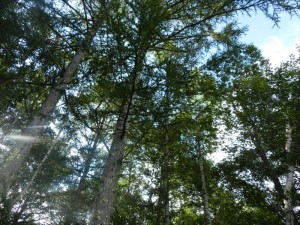 蓼科エリア別荘地の爽快天気１