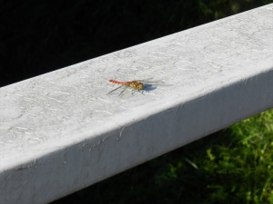 20170903長野県 蓼科エリア