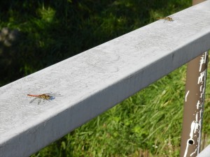 20170903長野県 蓼科エリア2