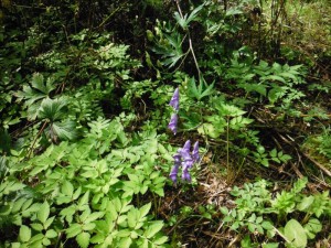 別荘地の散策で出会う植物たち～蓼科エリアにて１