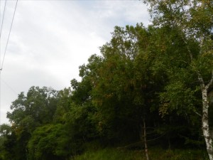 長野県小県郡長和町大門峠紅葉の始まり①