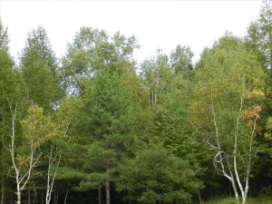 長野県小県郡長和町大門峠紅葉の始まり③