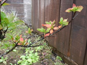 蓼科エリア別荘地の秋雨２