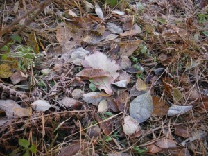 蓼科エリア長和町がついに氷点下①