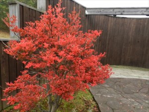 リゾートメンテナンスの紅葉状況③