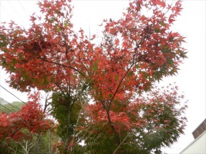 リゾートメンテナンスの紅葉状況②