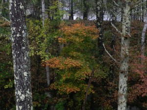 リゾートメンテナンスの紅葉状況①