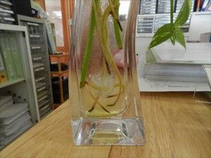 最低気温の低さに植物たちも凍ってしまったー(ﾉﾟ□ﾟ)ﾉinリゾートメンテナンス