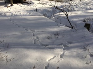 蓼科別荘地の積雪！