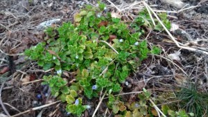 蓼科エリア３月春を感じる植物たち