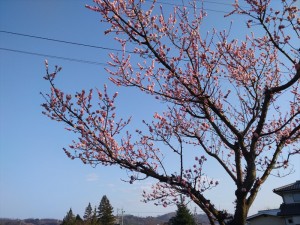 蓼科今日のお天気