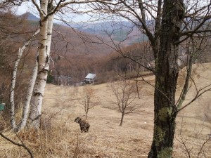 蓼科エリアで出会ったー