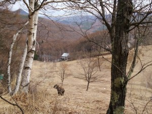 蓼科エリアで出会ったー