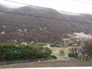 長和町の桜