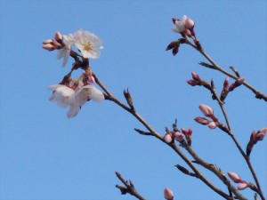 蓼科今日のお天気