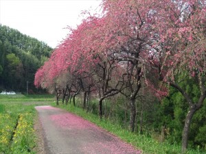 長和町花桃