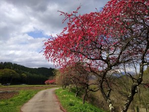 長和町花桃