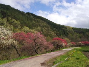 長和町花桃