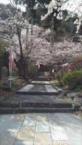 別荘に来たらこちらもおすすめ♪癒編～上田市岩谷堂観音でお花見③