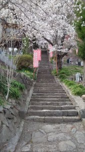 別荘に来たらこちらもおすすめ♪癒編～上田市岩谷堂観音でお花見④