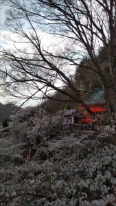 別荘に来たらこちらもおすすめ♪癒編～上田市岩谷堂観音でお花見①