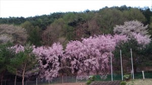 一足遅いお花見～小県郡長和町田舎暮らしを楽しむ(*´﹀`*)①