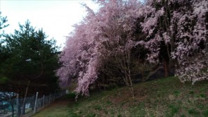 一足遅いお花見～小県郡長和町田舎暮らしを楽しむ(*´﹀`*)②