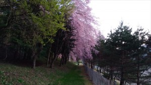 一足遅いお花見～小県郡長和町田舎暮らしを楽しむ(*´﹀`*)③