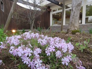 今日の蓼科別荘地の様子！