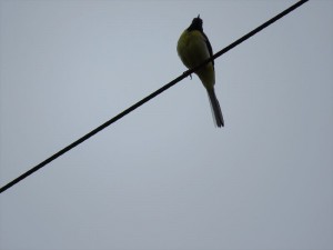 20180531長野県蓼科エリア鳥