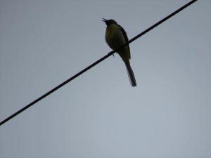 20180531長野県蓼科エリア鳥2