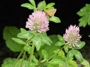 別荘地で働くご褒美♡～リゾートメンテナンス社員（約１名）のほのぼの日記『信州の自然、最高*。ヾ(｡>ｖ<｡)ﾉﾞ*。』③