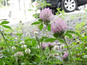 別荘地で働くご褒美♡～リゾートメンテナンス社員（約１名）のほのぼの日記『信州の自然、最高*。ヾ(｡>ｖ<｡)ﾉﾞ*。』①