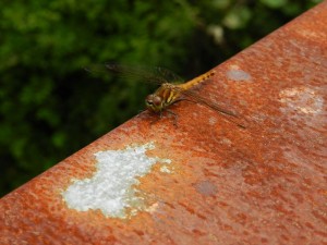 20180712長野県蓼科エリアとんぼ