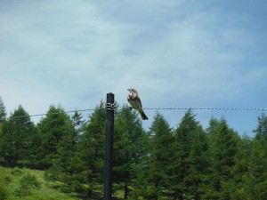 長野県蓼科エリア車山高原8