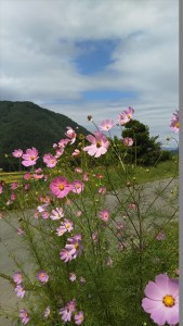 山と秋桜