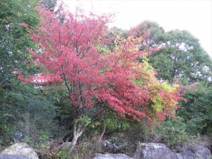 20181006紅葉1