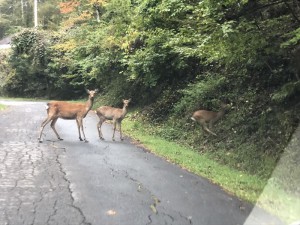 20181005姫木平別荘地鹿