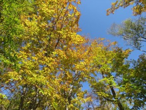 蓼科紅葉20181023