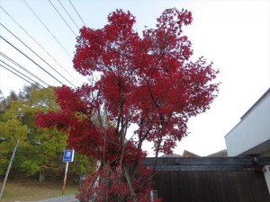 20181025長野県蓼科エリア 紅葉 (2)