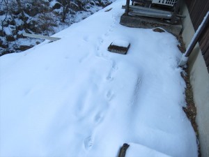 20190203長野県蓼科エリア 動物の足跡1