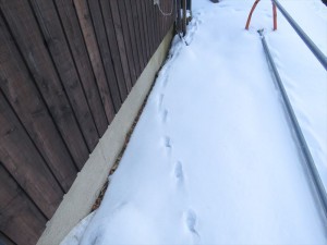 20190203長野県蓼科エリア 動物の足跡2